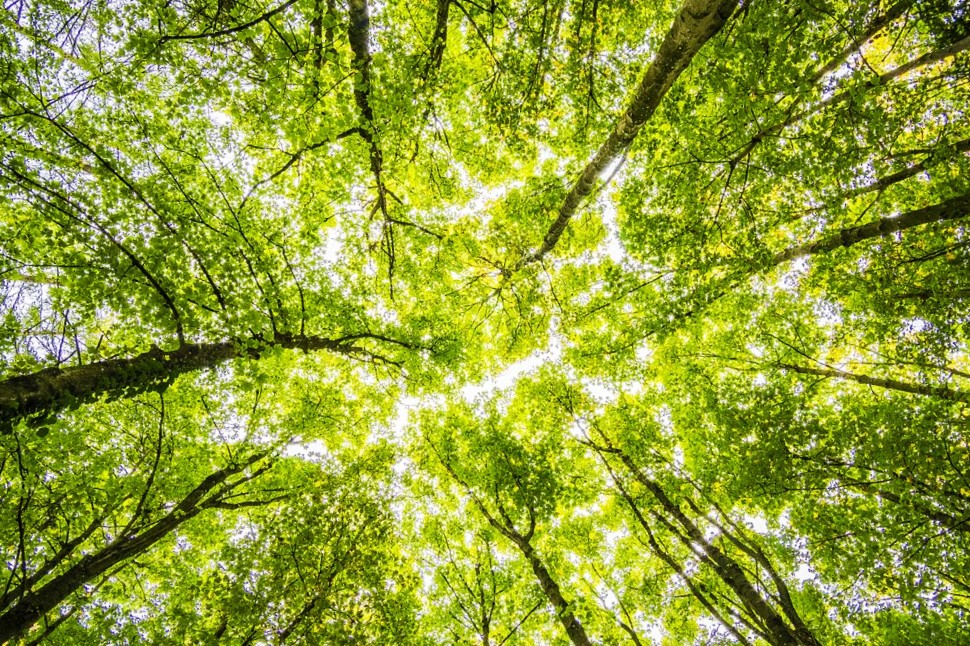 Low-angle view of tree trunks and green leaves with sunlight shining through a forest canopy